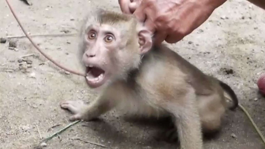 a monkey with its eyes and mouth open as human hands attach a chain to its neck