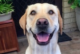 Luna the golden labrador looks into the camera. The dog was stabbed to death in a Perth park.