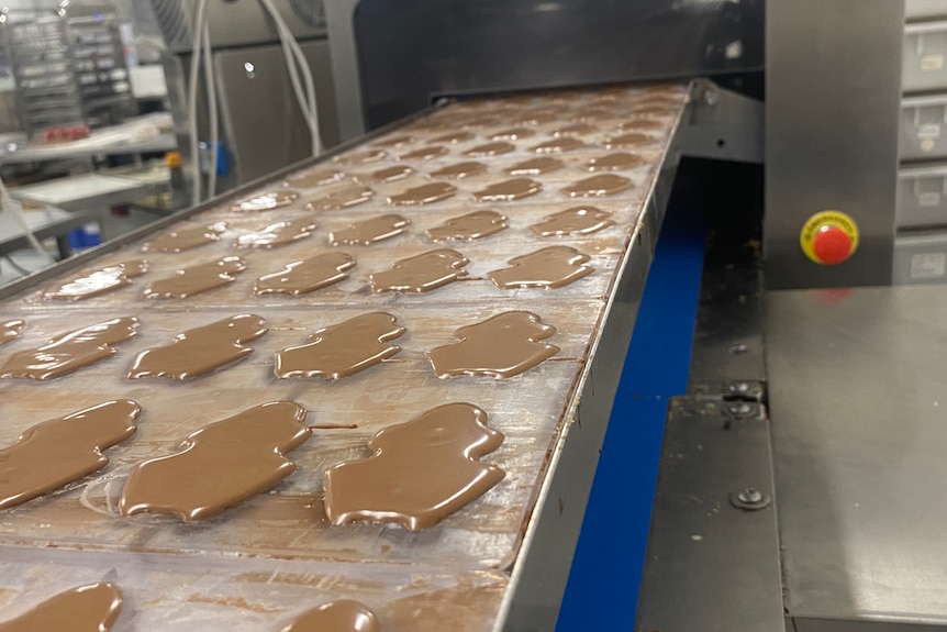 An automated manufacturing line contains rows of chocolate frogs in plastic molds before they are cooled to harden.