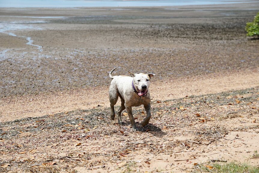 A dog runs in the mud at the harbour, tongue lolling.