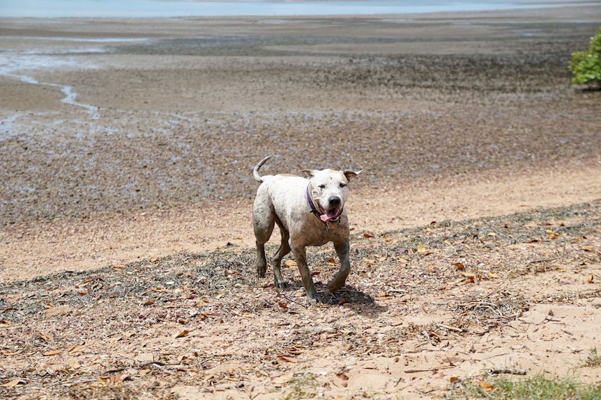 A dog runs in the mud at the harbour, tongue lolling.