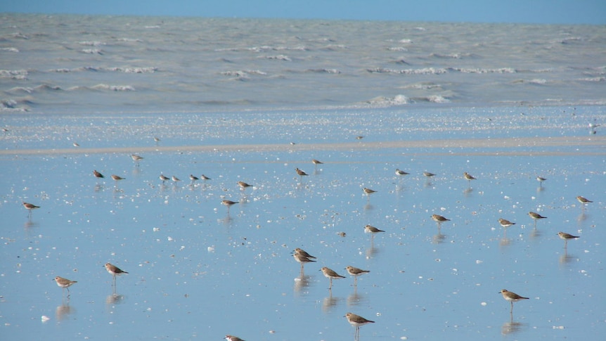 Birds on 80 Mile Beach