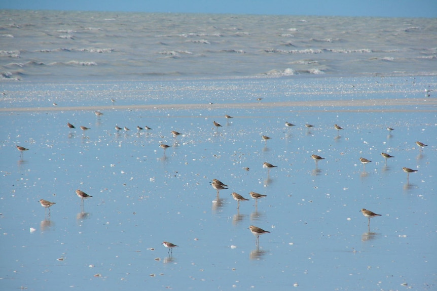 Birds on 80 Mile Beach