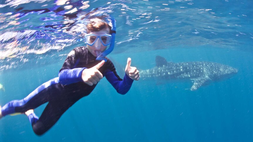 Brodie Pittman swims with a whale shark in Coral Bay, while on an extended trip around Australia with his family.