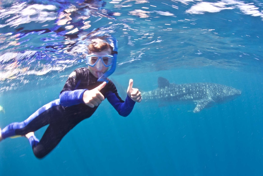Brodie Pittman swims with a whale shark in Coral Bay, while on an extended trip around Australia with his family.