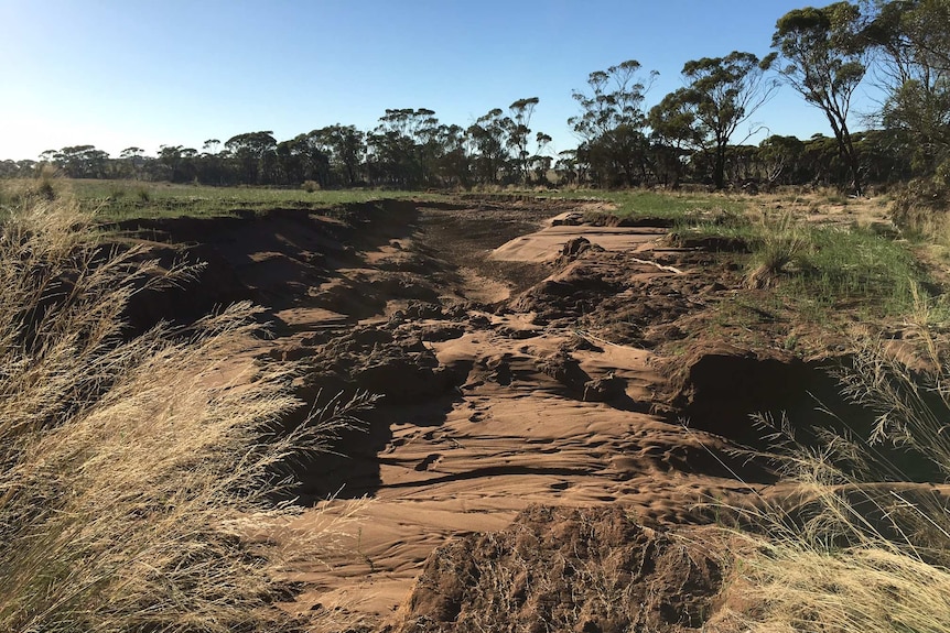 The edge of a paddock which has been washed away by flooding, exposing a deep gully