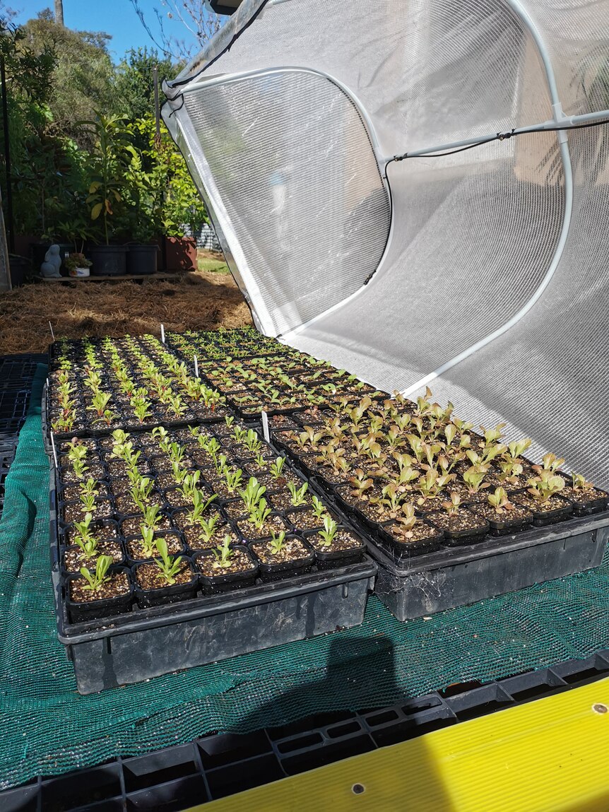 A garden polytunnel with the lid open showing trays of seedlings