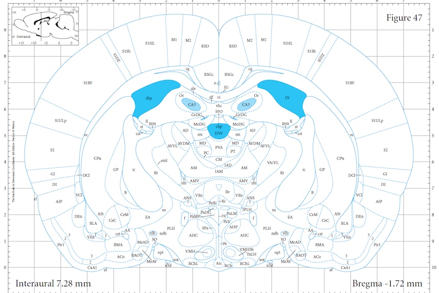 Rat brain atlas: Australian professors' map of rodent brain now
