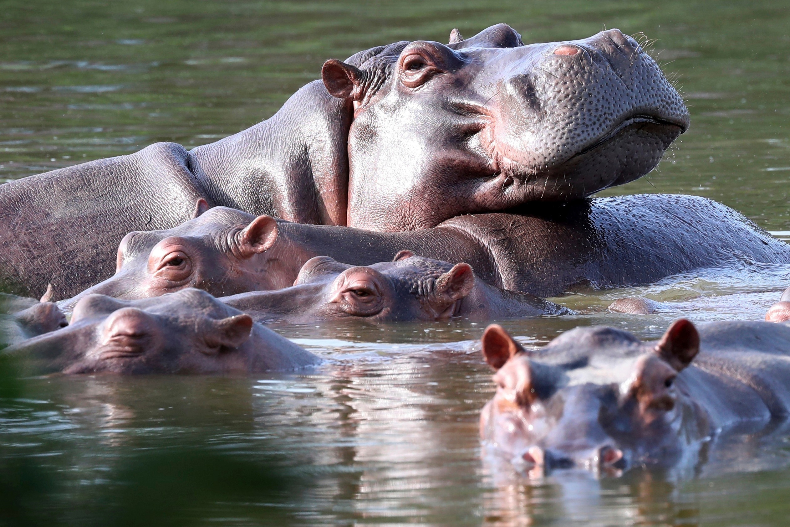 Colombia approves cull of up to 80 hippos
