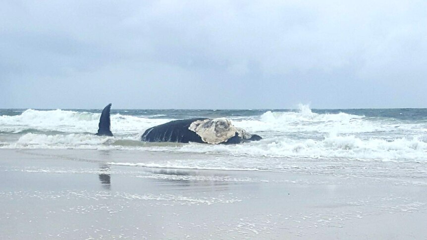 Large whale washed up on a beach shore