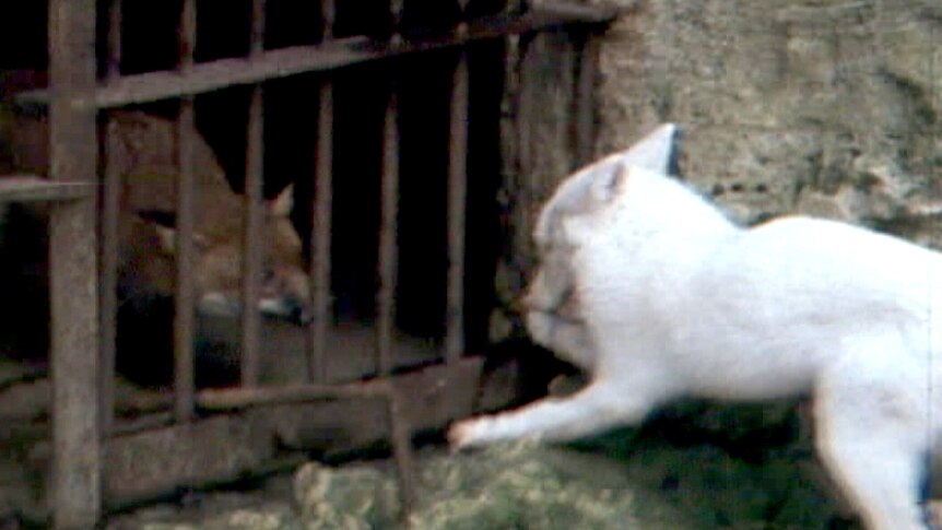 A white dog and a black dog sit either side of a barred door set in a rocky wall.