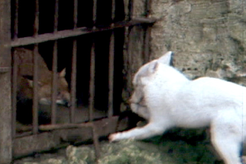 A white dog and a black dog sit either side of a barred door set in a rocky wall.
