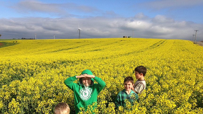 Canola record in north-west Tasmania