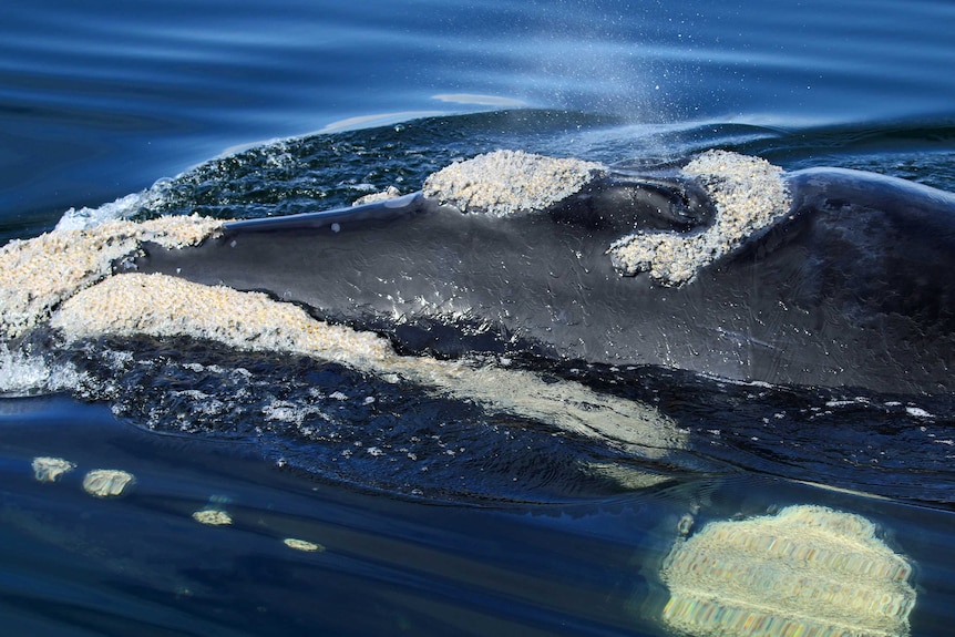 A close up shot of a southern right whale in the ocean.