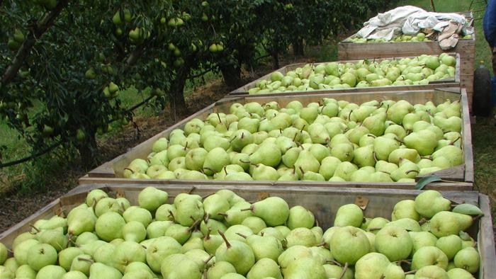Pear growers concerned