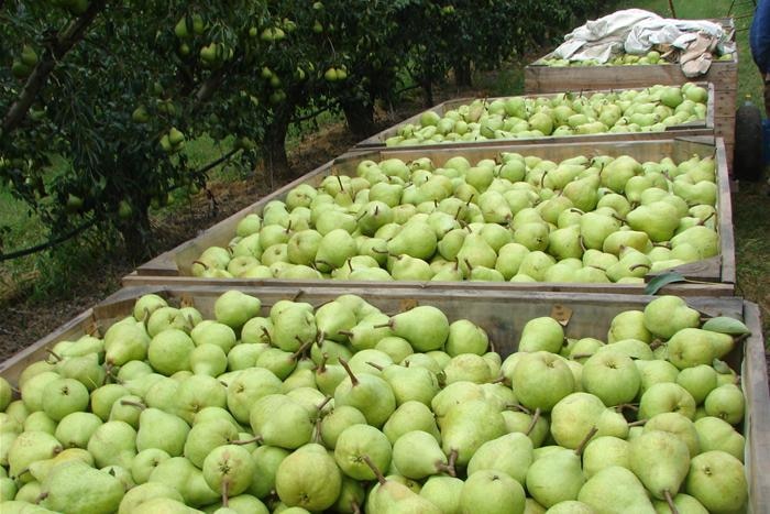 Full bins of green pears are stacked side by side in an orchard.