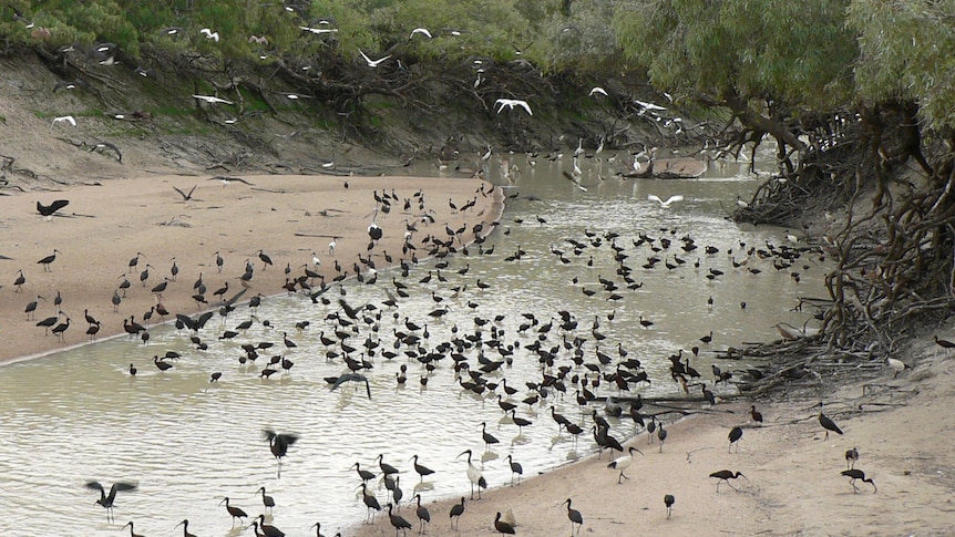 Birdlife in Eyre Creek, Bedourie