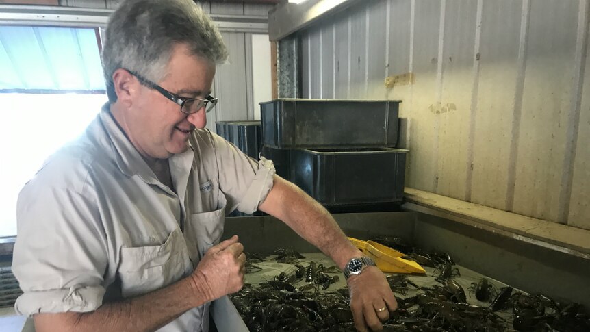 Andrew Gosbell sorting crayfish in a tray.
