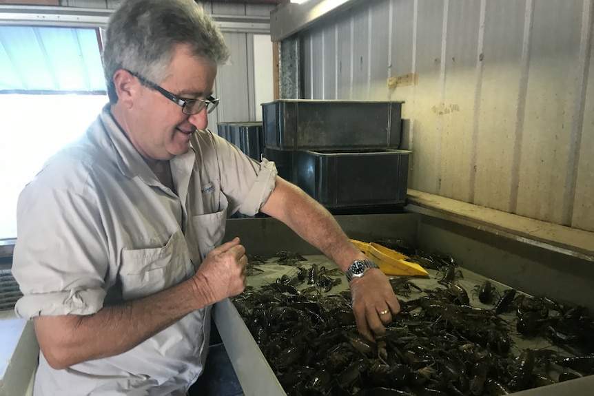 Andrew Gosbell sorting crayfish in a tray.