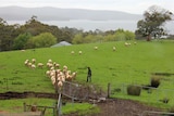 View at Grandvewe Cheeses in Birches Bay