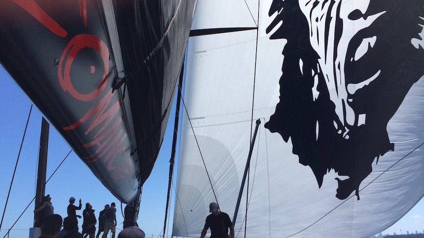 US supermaxi Comanche under spinnaker in Sydney Harbour on December 21, 2014.