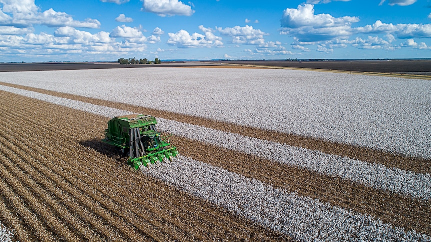 An aerial photo of a cotton picker working in crop.