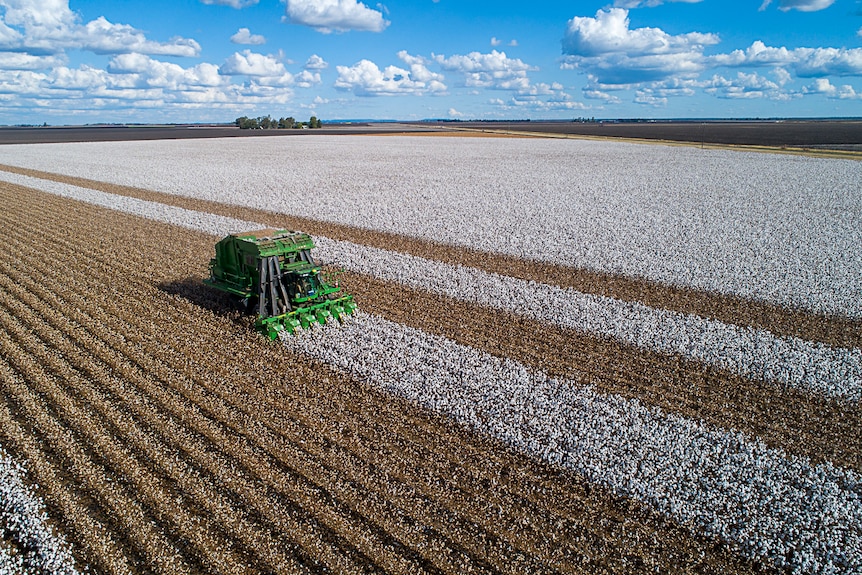 An aerial photo of a cotton picker working in crop.