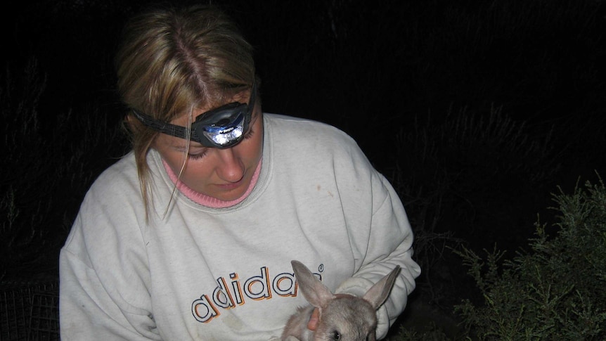 A woman wearing warm clothing and a headtorch holds a bilby wrapped in a rug.