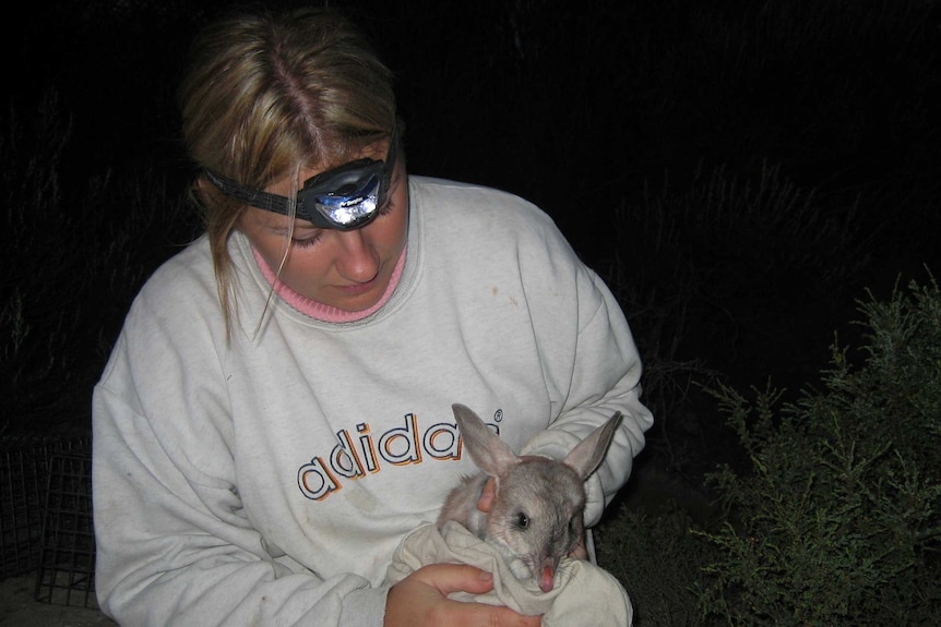 A woman wearing warm clothing and a headtorch holds a bilby wrapped in a rug.