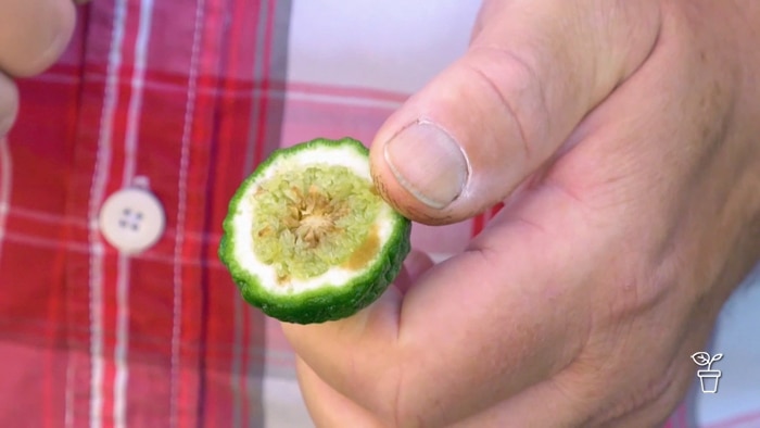 Hand holding half a cut lime with brown spots throughout the flesh