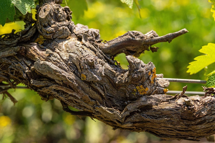 Thick, gnarled old grape vine