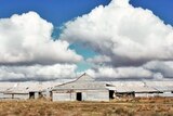 A large tin shearing shed with peaked roof in centre nestled on dry brown grass. Blue sky and lots of clouds in background.