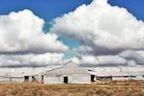 A large tin shearing shed with peaked roof in centre nestled on dry brown grass. Blue sky and lots of clouds in background.