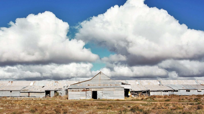 A large tin shearing shed with peaked roof in centre nestled on dry brown grass. Blue sky and lots of clouds in background.