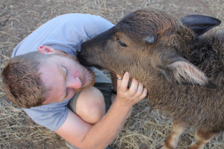 A man snuggles a baby water buffalo