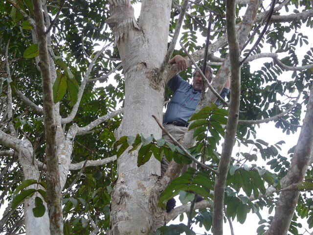 A man climbs up a tree looking out over the rainforest.
