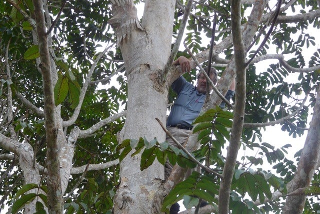 A man climbs up a tree looking out over the rainforest.