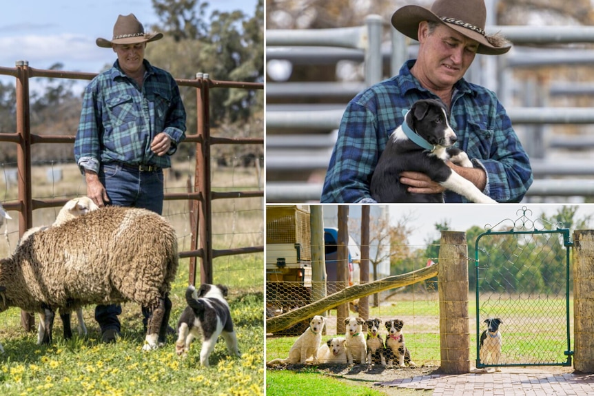A man in flannel shirt in a paddock holds a puppy adoringly beside sheep. A litter of pups eagerly look through a fe
