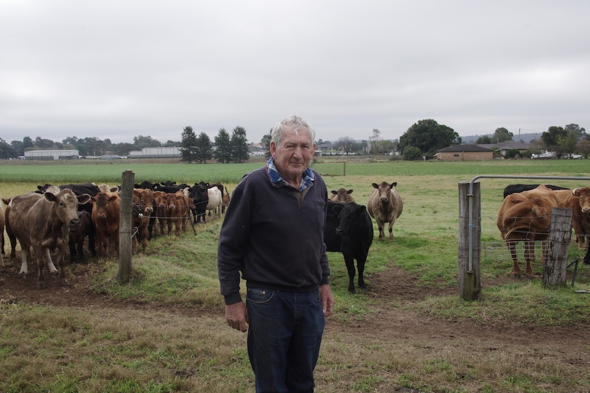 Photo of a man in a paddock with cows.