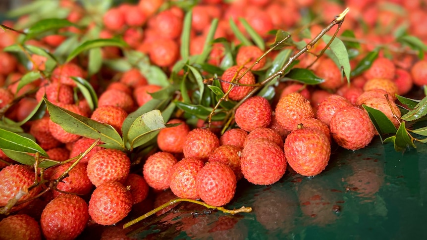 Bunches of brightly coloured lychees on a table. They still have their long, skinny green leaves attached at the stem