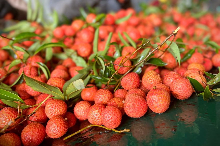 Bunches of brightly coloured lychees on a table. They still have their long, skinny green leaves attached at the stem