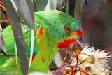 An endangered swift parrot