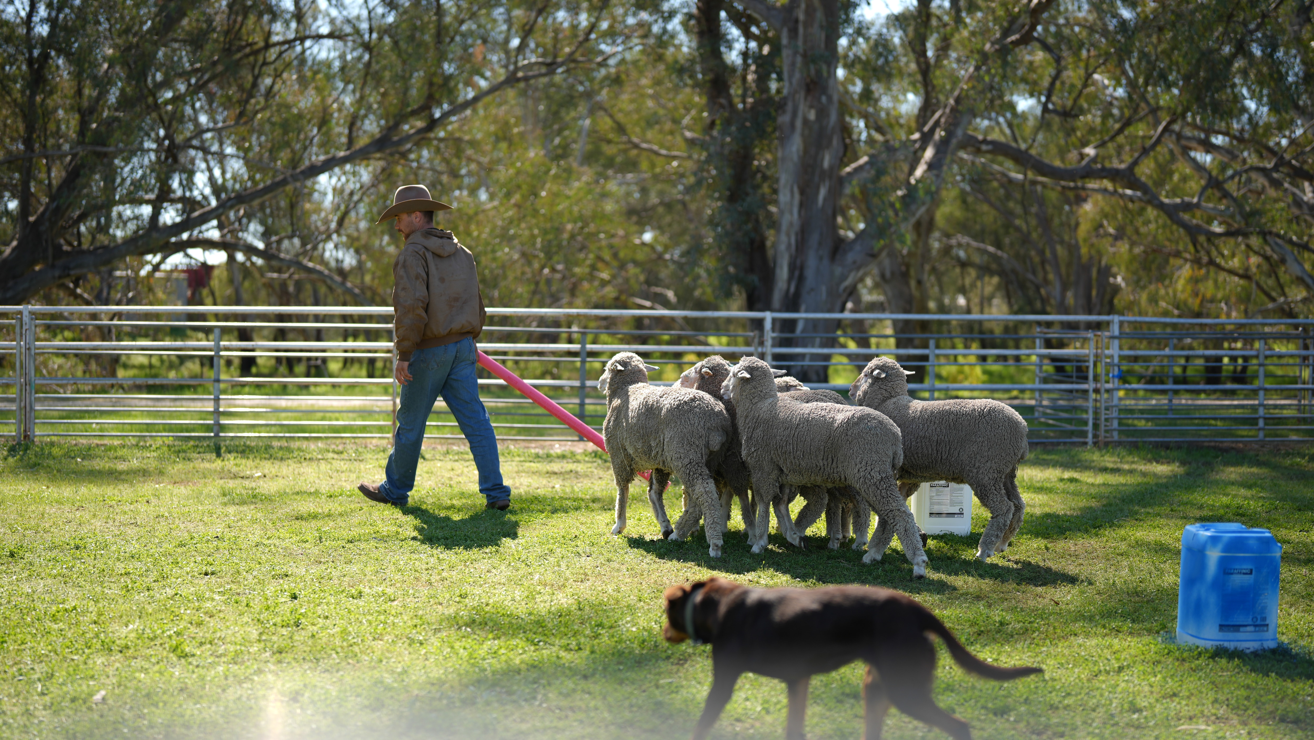 People with sheep and dogs.