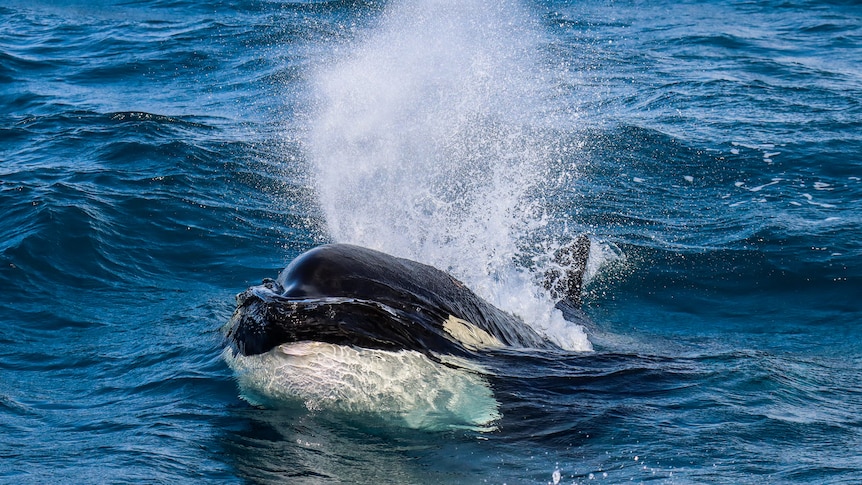 Close up of killer whale in the water 