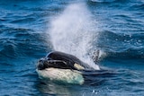 Close up of killer whale in the water 