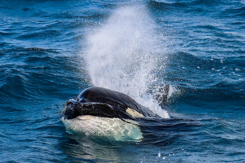 Close up of killer whale in the water 