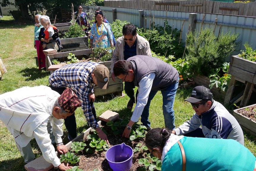 Personnes travaillant dans le jardin communautaire Harmony à Mowbray.