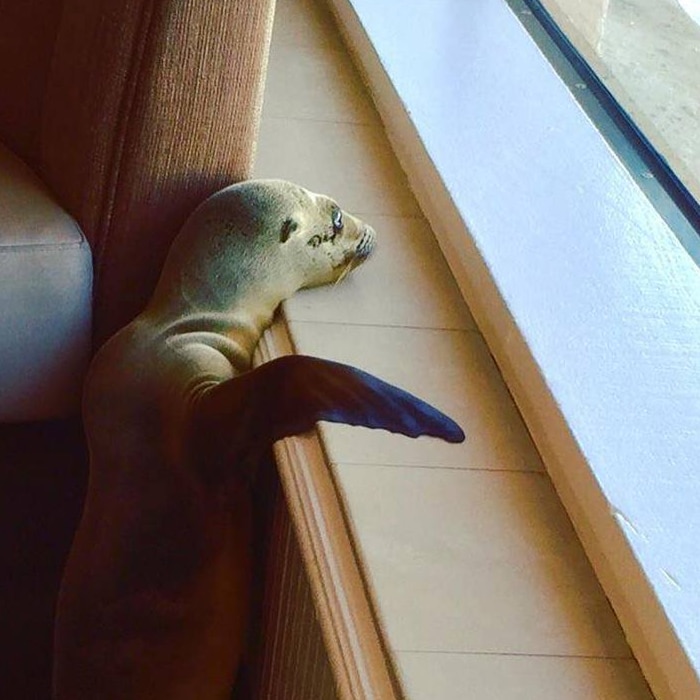 Hungry sea lion pup