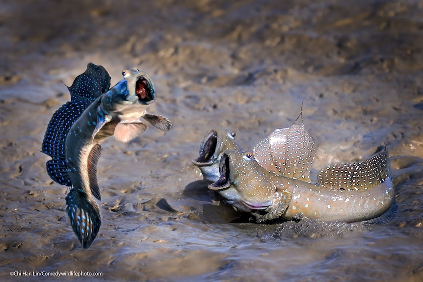 A mudskipper leaps into the air with its mouth agape.