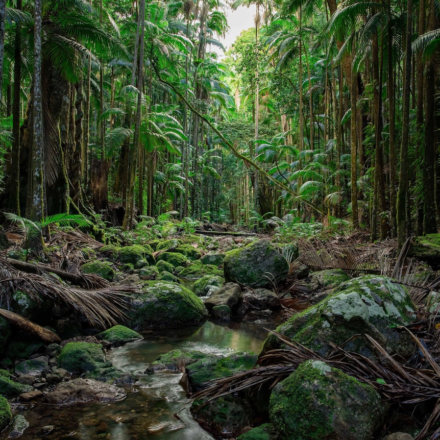 Big Scrub rainforest